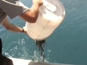 Вистиномер: Рибокрадците го пустошат рибниот фонд во Охридското Езеро, ЕУ нотира низа слабости
