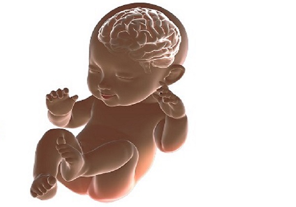 Поражение мозга у новорожденных. Мозг ребенка. Мозг новорожденного ребенка. Головной мозг новорожденного ребенка. Мозг ребенка и взрослого.